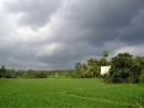 DSC_0495 Rice Field 2 * 2630 x 2000 * (1.06MB)